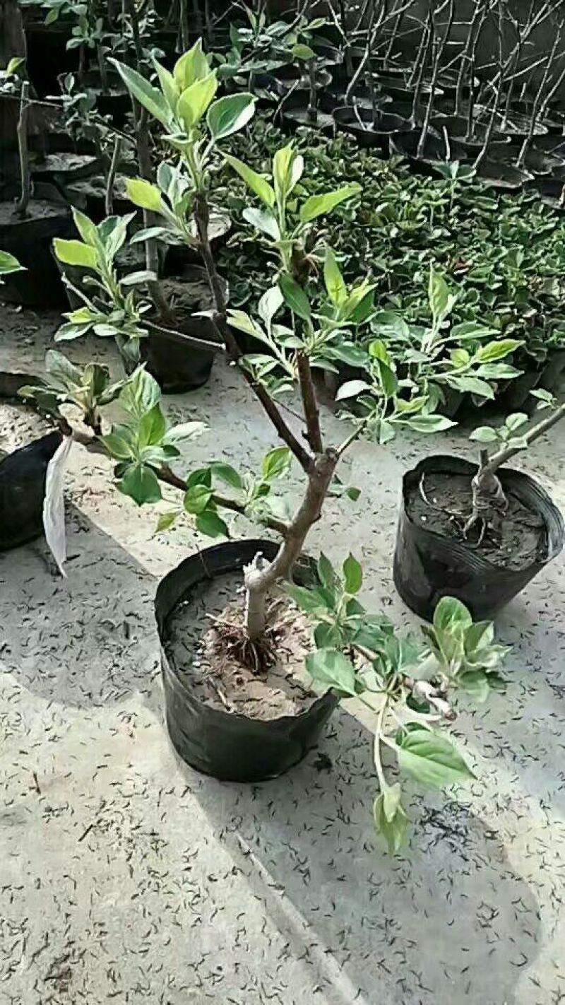 嫁接果树苗盆栽果树苗当年挂果南北方种植阳台庭院观赏占地苗