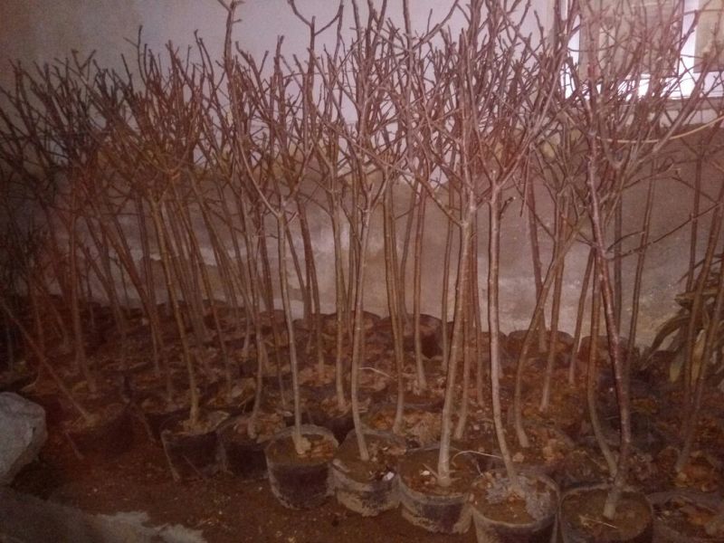 嫁接果树苗盆栽果树苗当年挂果南北方种植阳台庭院观赏占地苗