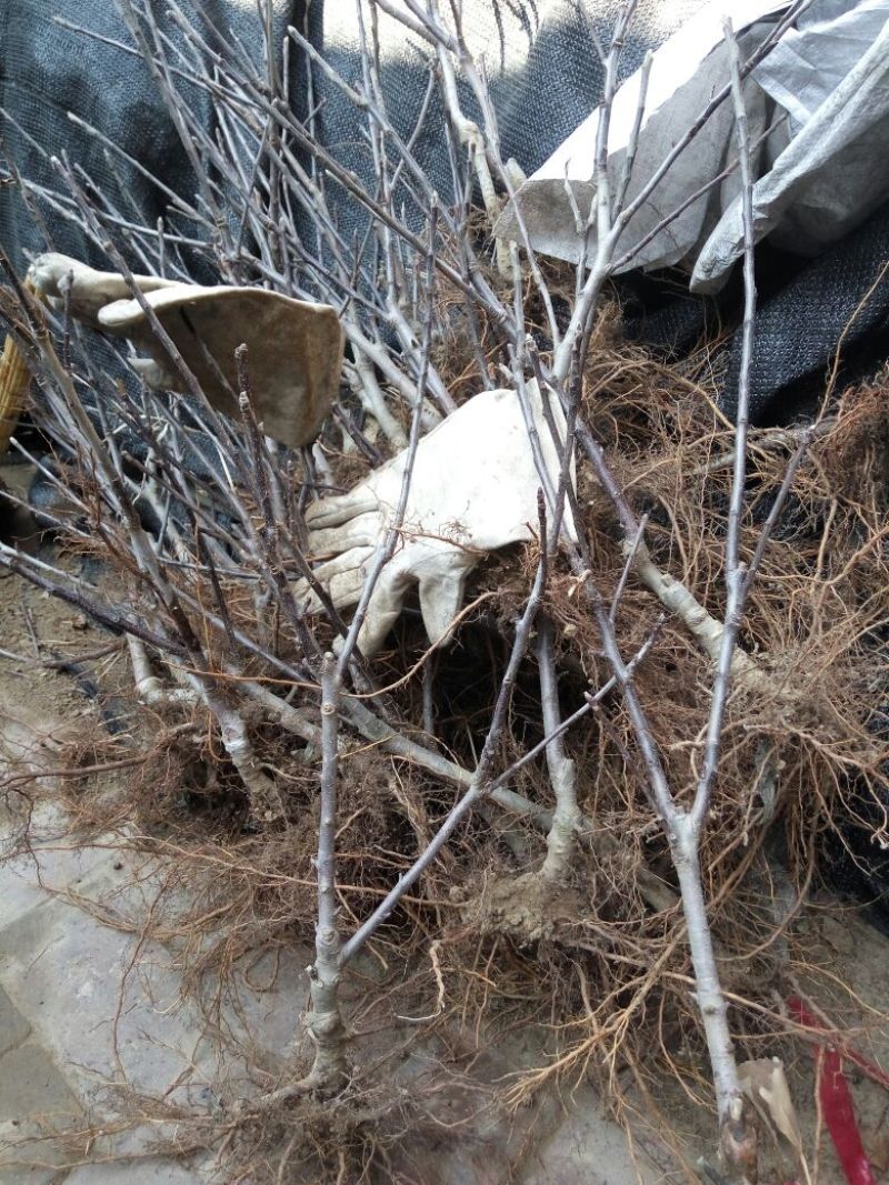 嫁接果树苗盆栽果树苗当年挂果南北方种植阳台庭院观赏占地苗