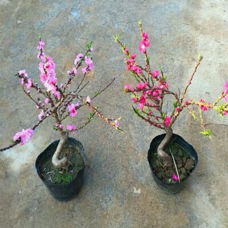 嫁接果树苗盆栽果树苗当年挂果南北方种植阳台庭院观赏占地苗