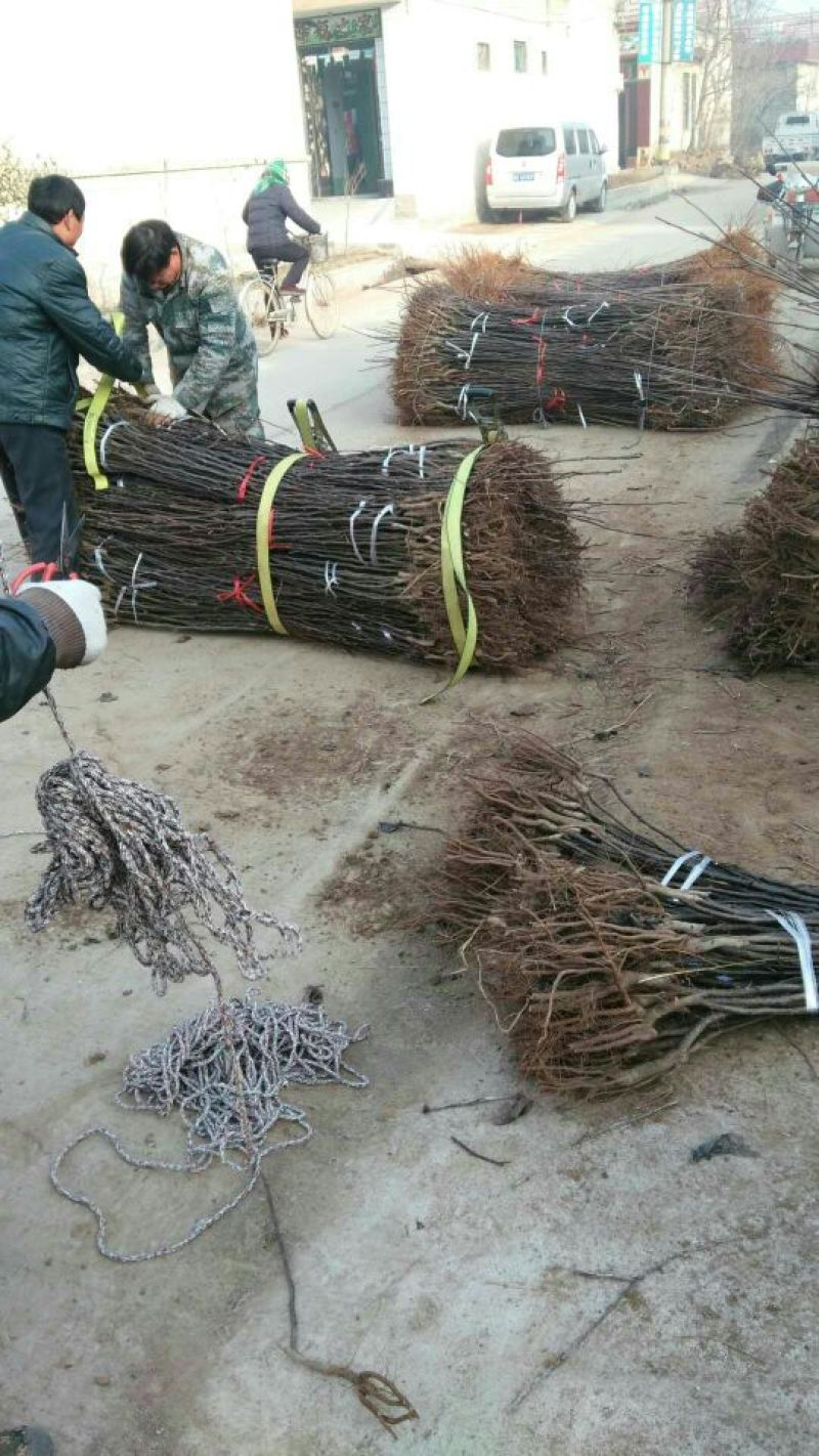 嫁接果树苗盆栽果树苗当年挂果南北方种植阳台庭院观赏占地苗