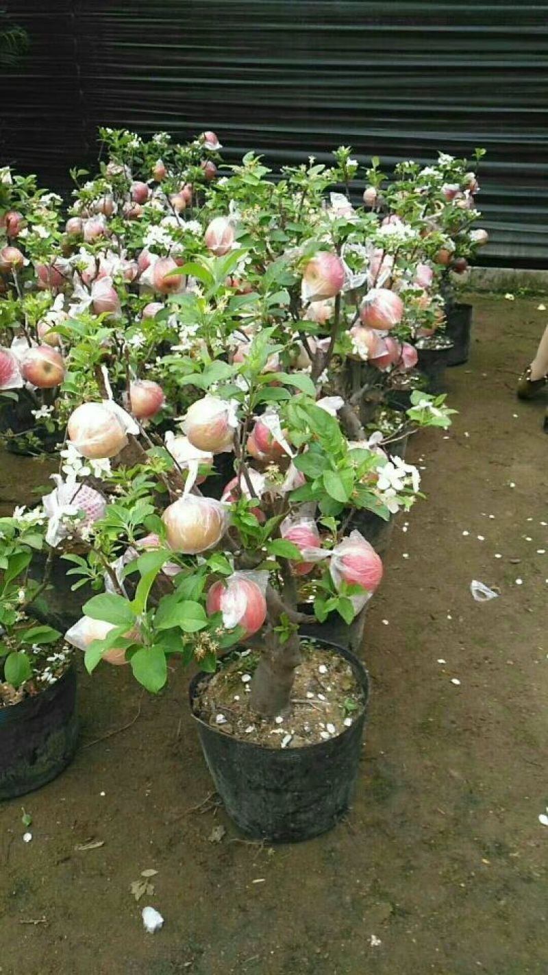 嫁接果树苗盆栽果树苗当年挂果南北方种植阳台庭院观赏占地苗