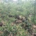 嫁接果树苗盆栽果树苗当年挂果南北方种植阳台庭院观赏占地苗