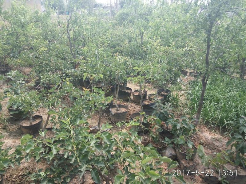 嫁接果树苗盆栽果树苗当年挂果南北方种植阳台庭院观赏占地苗