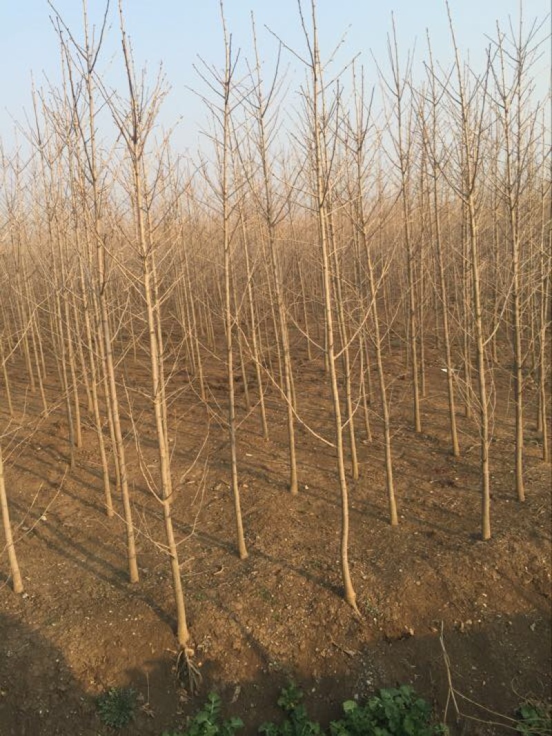 银杏树小苗，产地现挖现发，量大，保证质量，信比金坚
