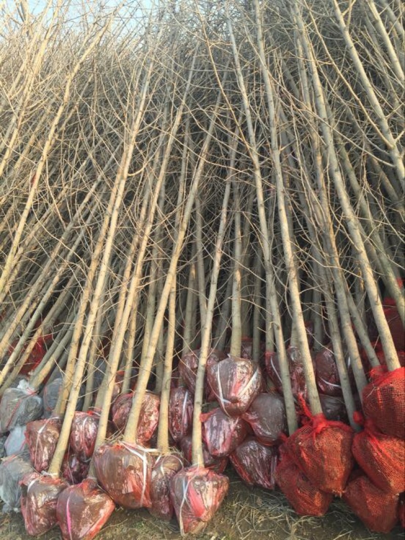 银杏树小苗，产地现挖现发，量大，保证质量，信比金坚