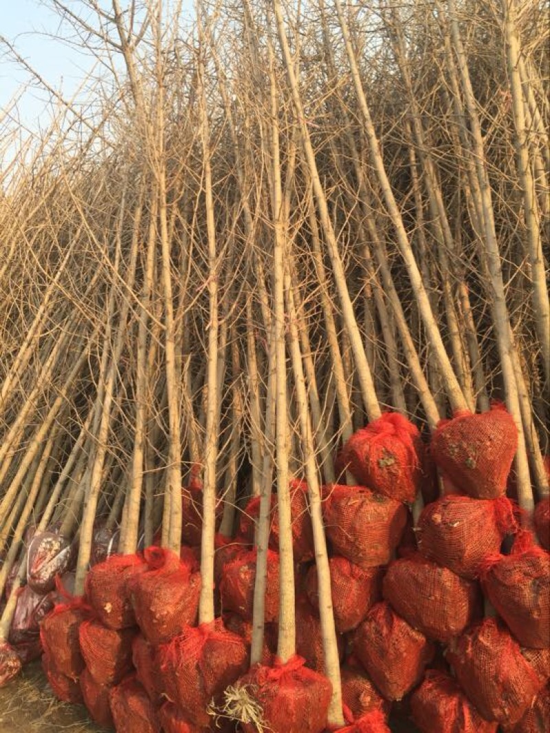 银杏树小苗，产地现挖现发，量大，保证质量，信比金坚
