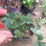 草莓苗10~20cm