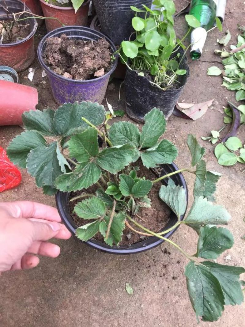 草莓苗10~20cm