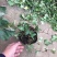 草莓苗10~20cm
