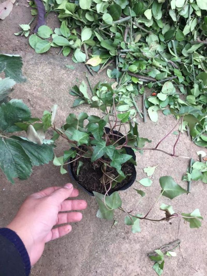 草莓苗10~20cm