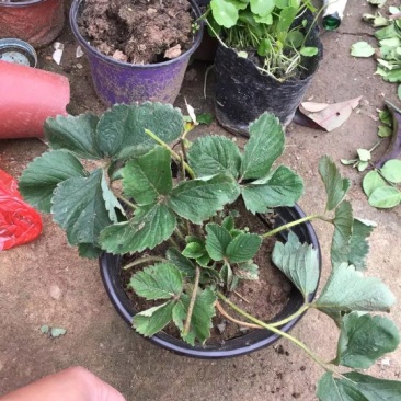 草莓苗10~20cm