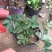 草莓苗10~20cm