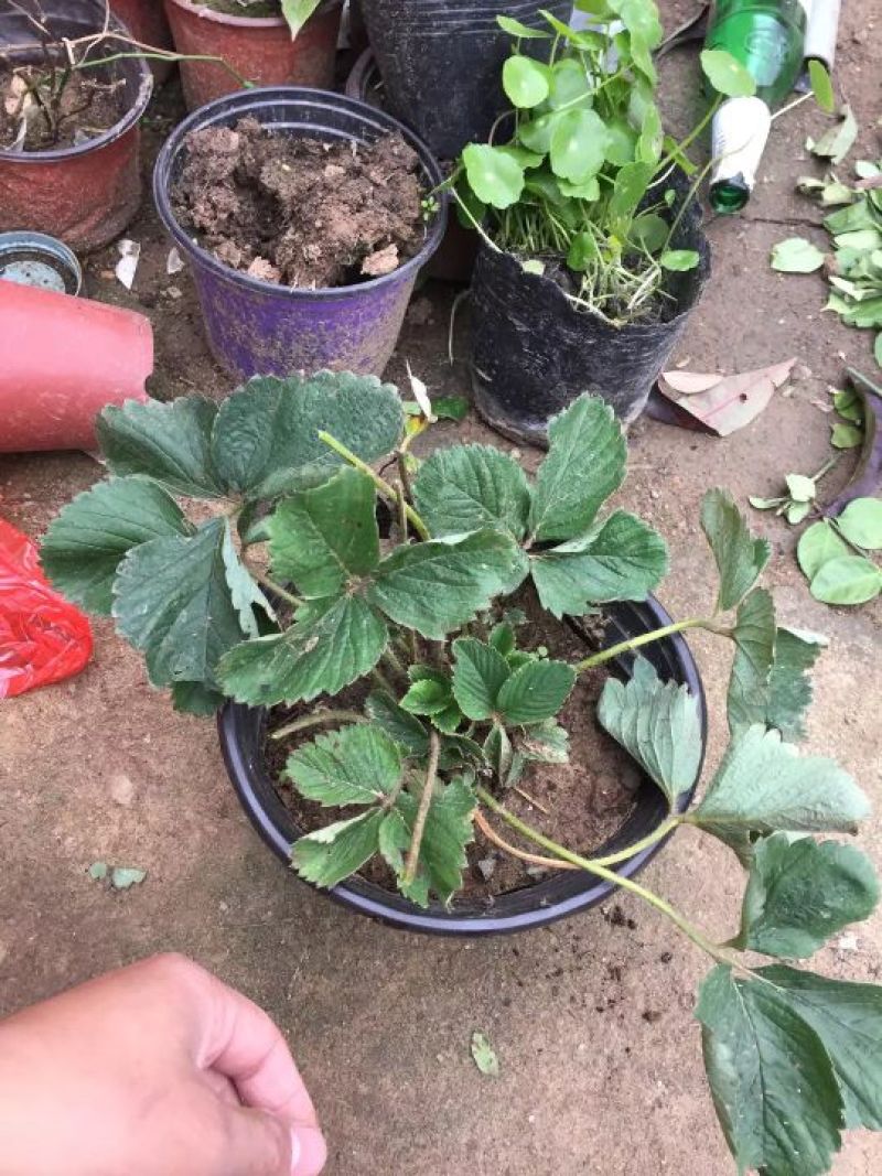 草莓苗10~20cm