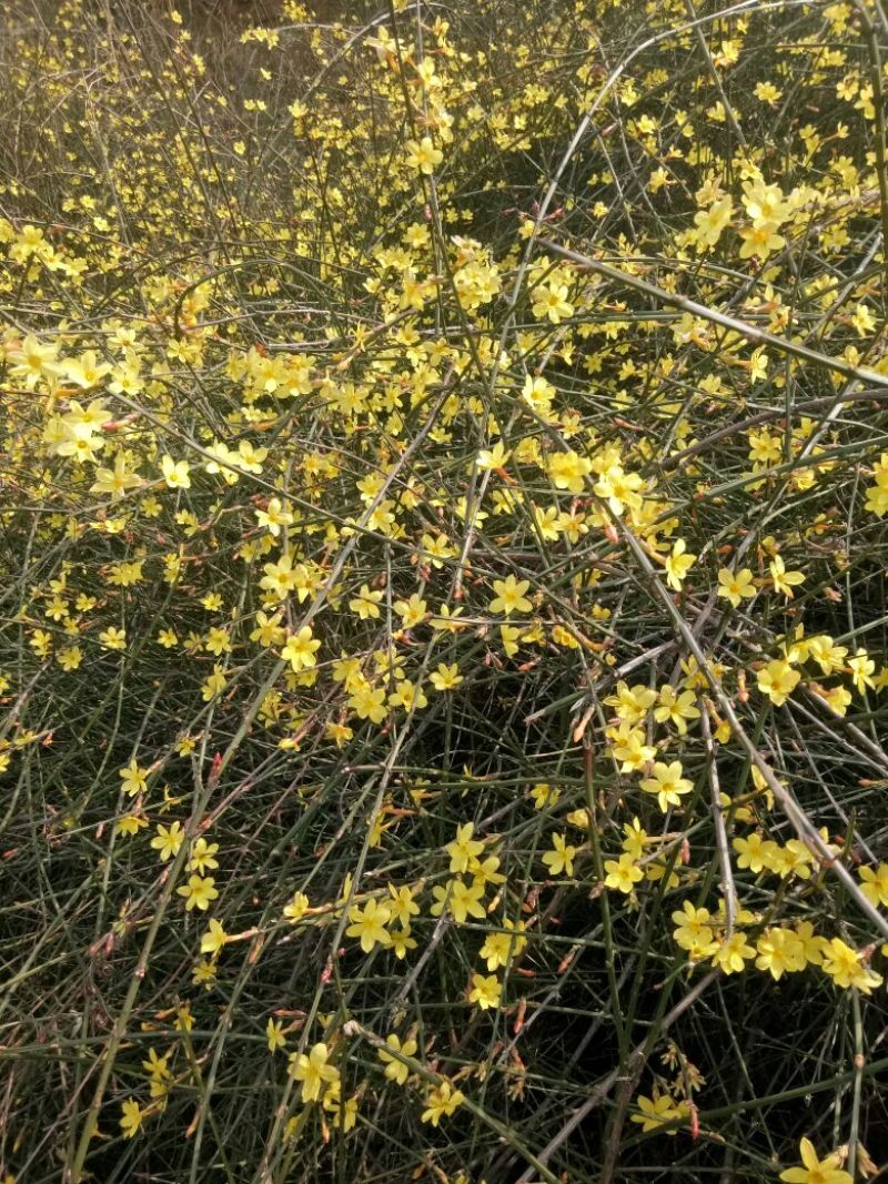 迎春花1米以下