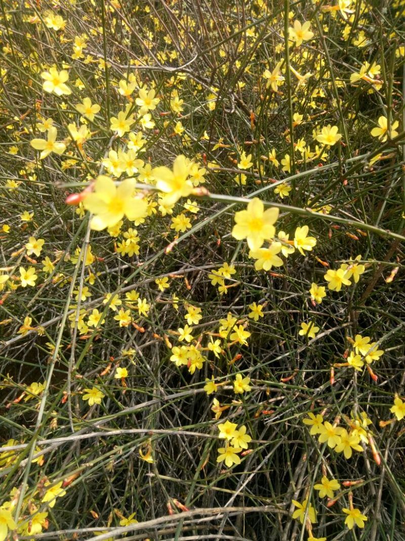 迎春花1米以下