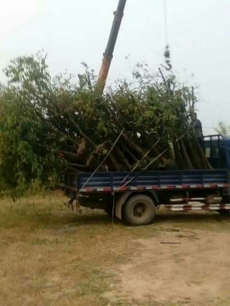 【优良品种】枣树苗金丝小枣苗冬枣苗基地直供量大价低