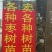 【优良品种】枣树苗金丝小枣苗冬枣苗基地直供量大价低