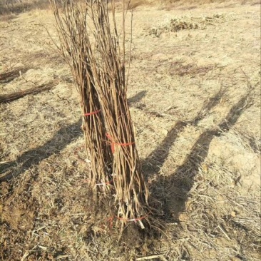 阳丰甜柿子树苗80~100cm