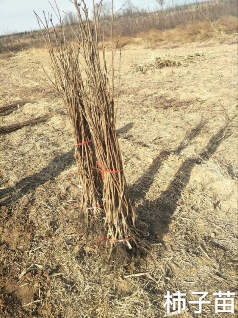 阳丰甜柿子树苗80~100cm