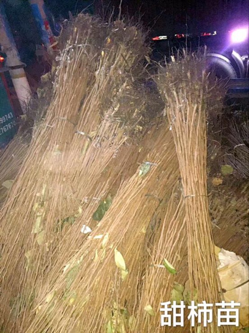阳丰甜柿子树苗80~100cm