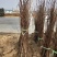 阳丰甜柿子树苗80~100cm