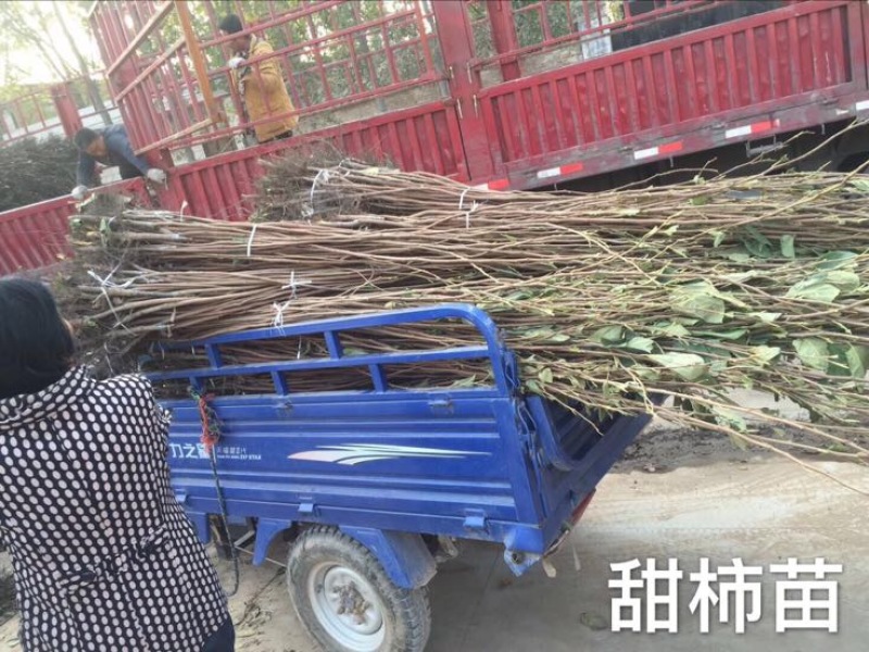 阳丰甜柿子树苗80~100cm