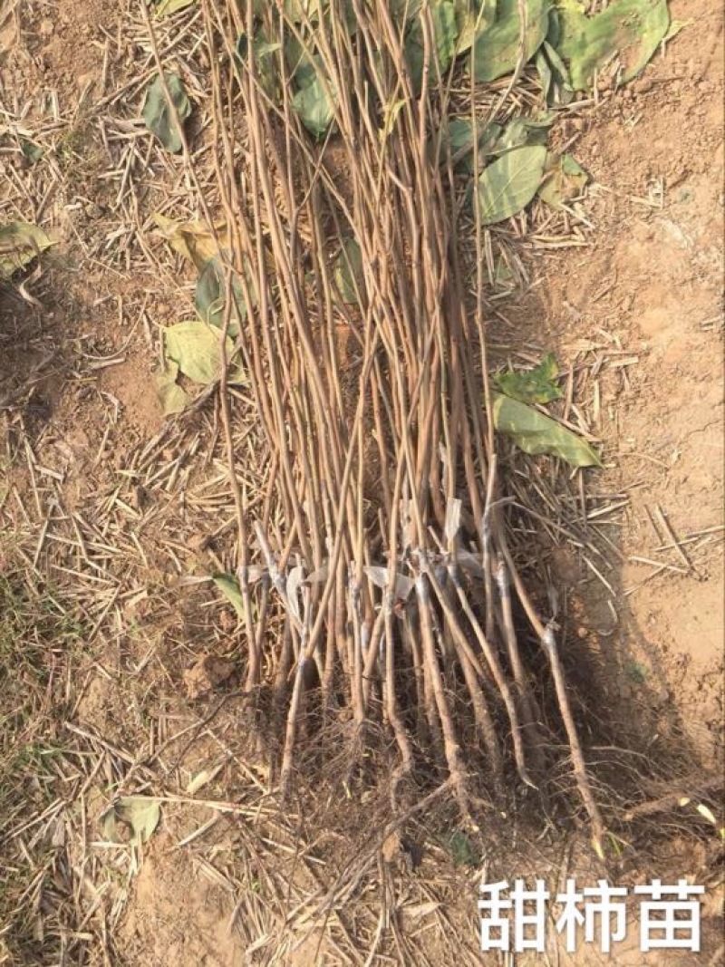 阳丰甜柿子树苗80~100cm