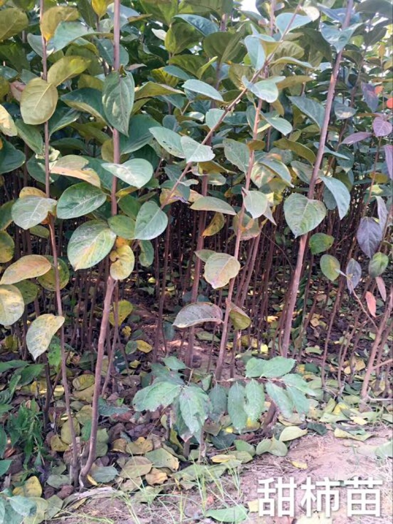 阳丰甜柿子树苗80~100cm