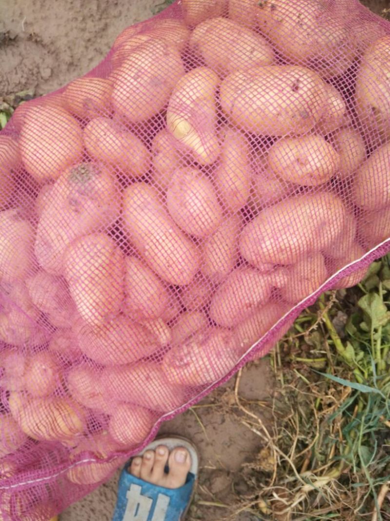 土豆通货1~2两