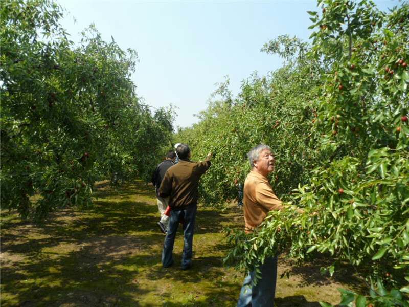 枣树苗基地低价直供现刨先发成活率高量大从优