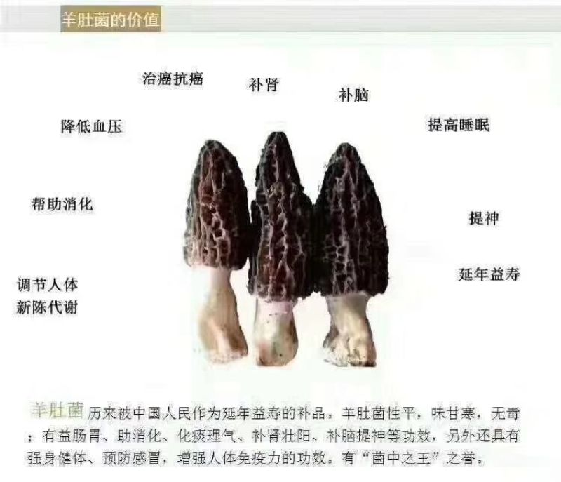 羊肚菌菌种栽培种