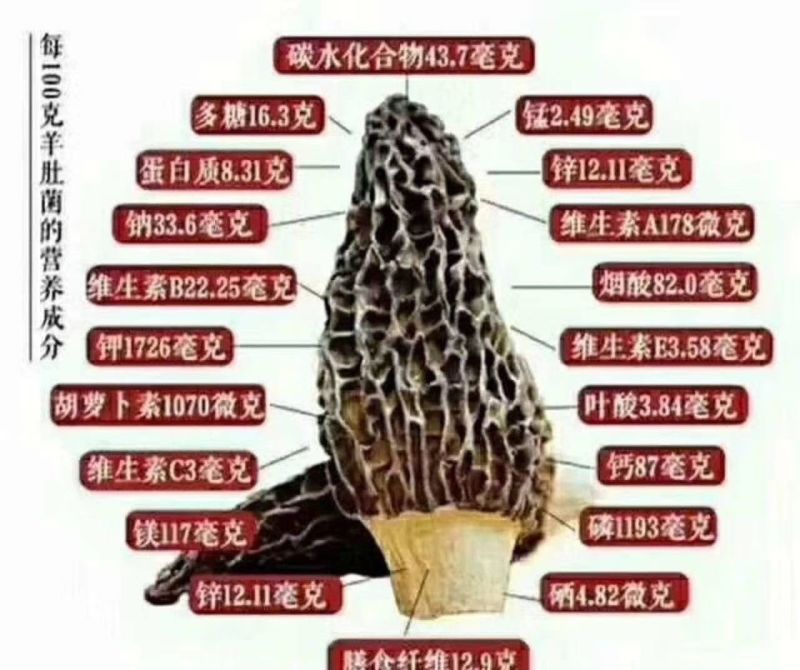羊肚菌菌种栽培种