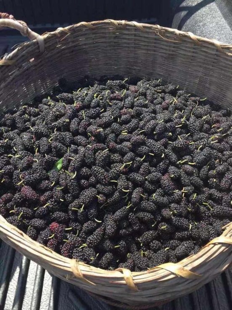 桑葚2~3cm