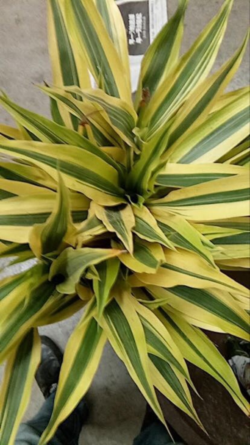 富贵竹2~4cm
