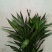 富贵竹2~4cm