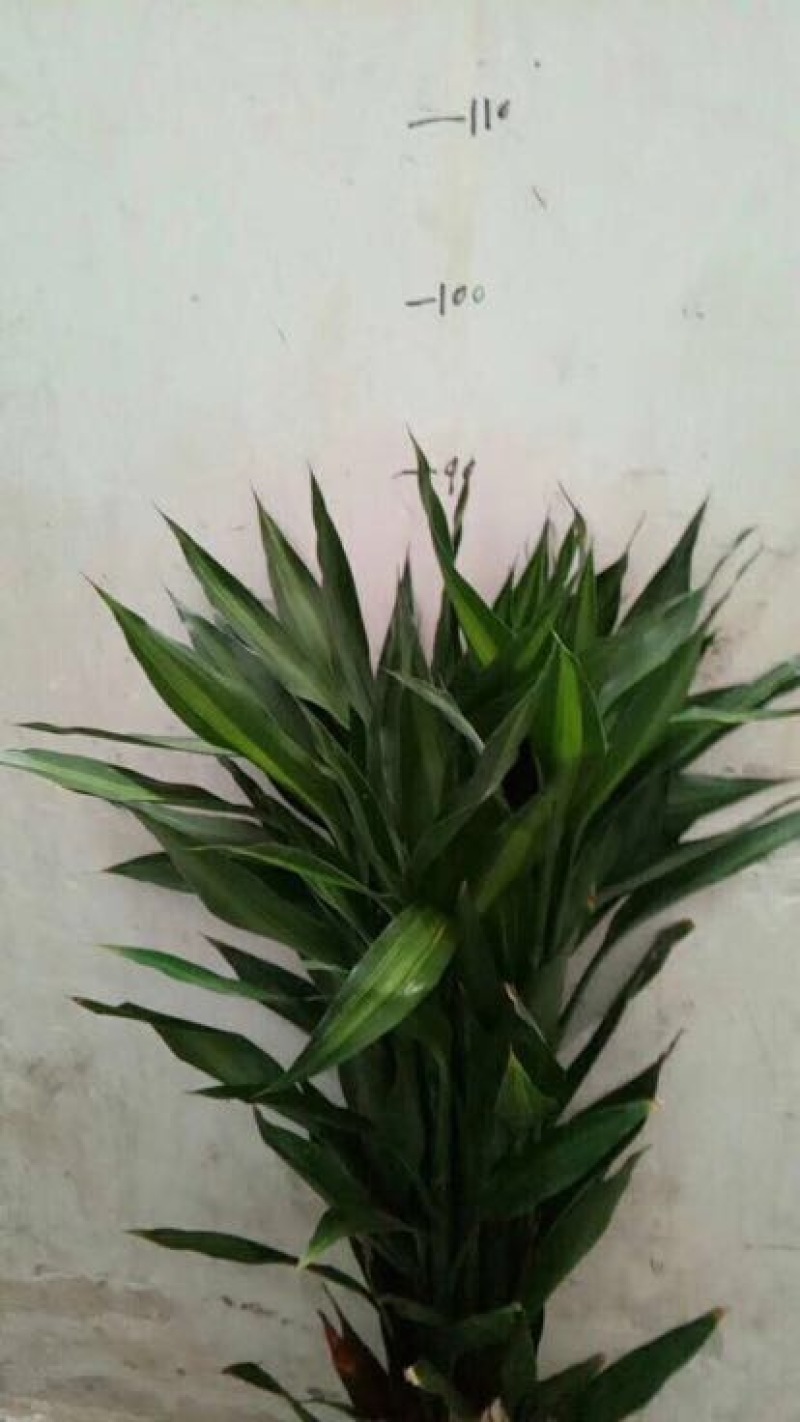 富贵竹2~4cm