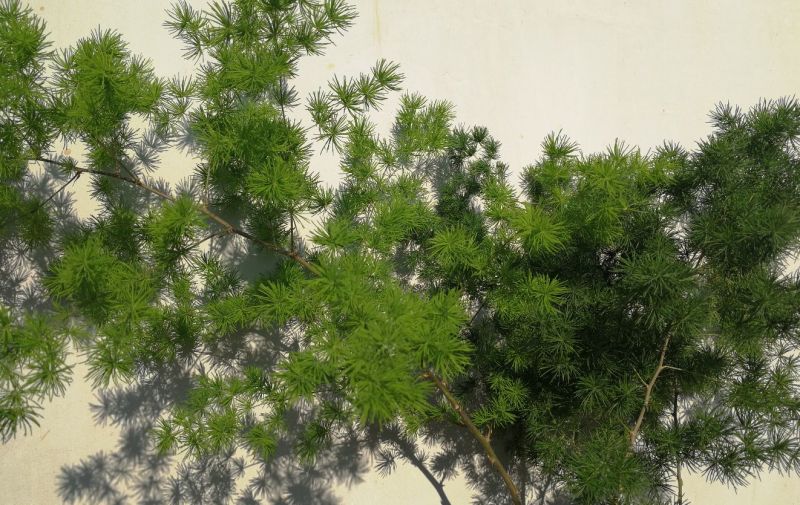 罗汉松盆景蓬莱松盆景