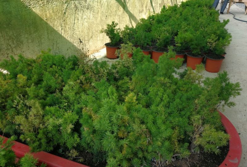 罗汉松盆景蓬莱松盆景