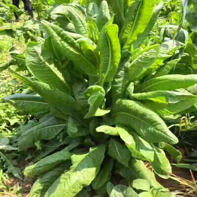 菊苣种子菊苣净种各种绿肥种子