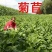菊苣种子菊苣净种各种绿肥种子