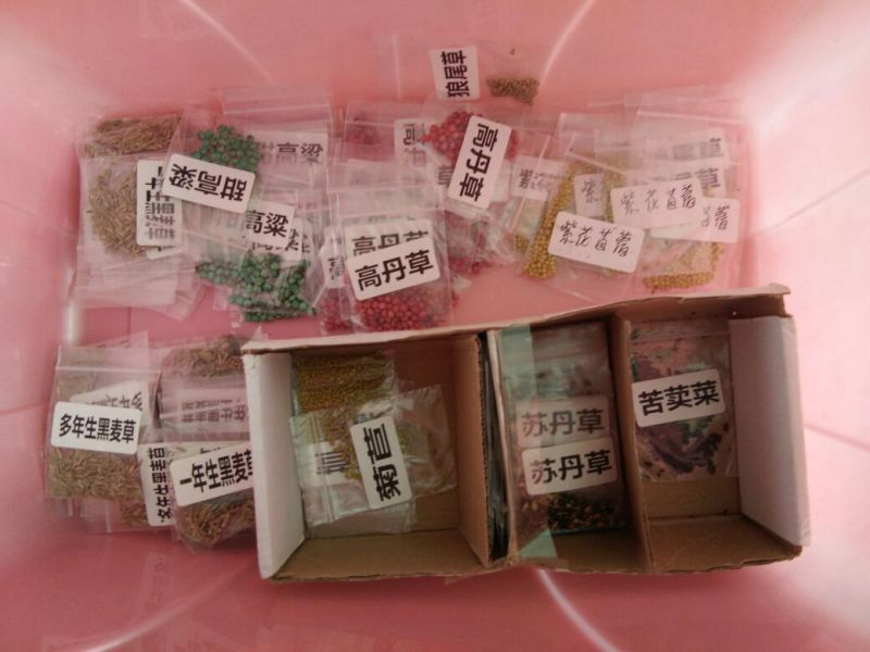 菊苣种子菊苣净种各种绿肥种子