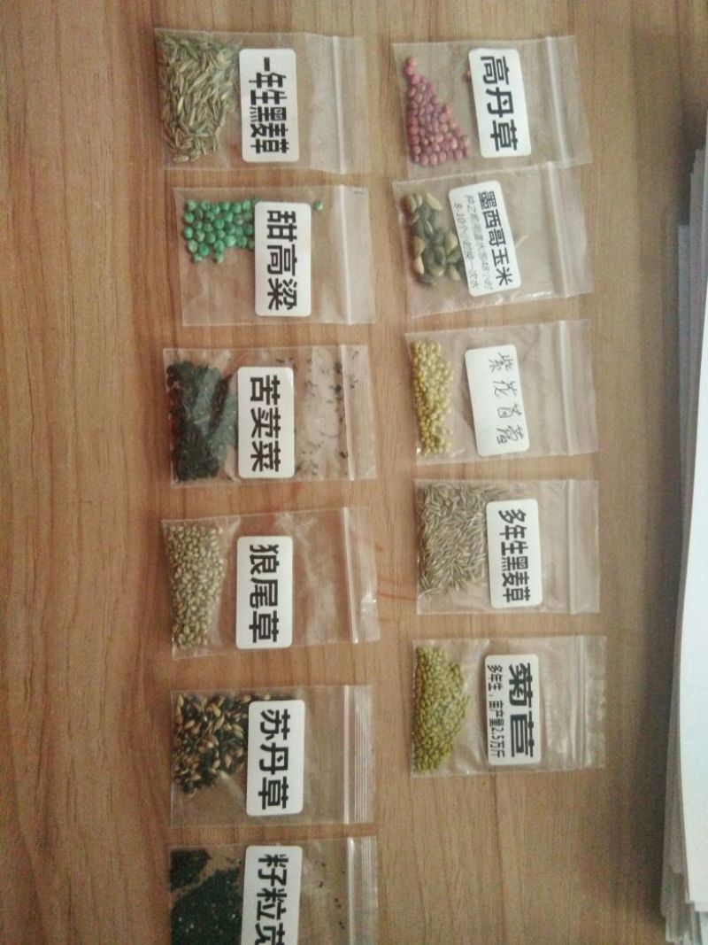 菊苣种子菊苣净种各种绿肥种子