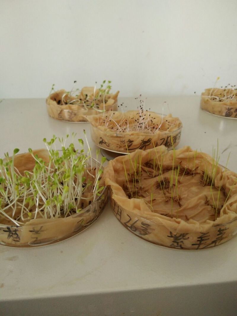 菊苣种子菊苣净种各种绿肥种子