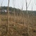 栾树6~8cm10~12cm3~3.5米