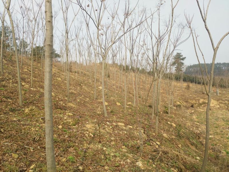 栾树6~8cm10~12cm3~3.5米