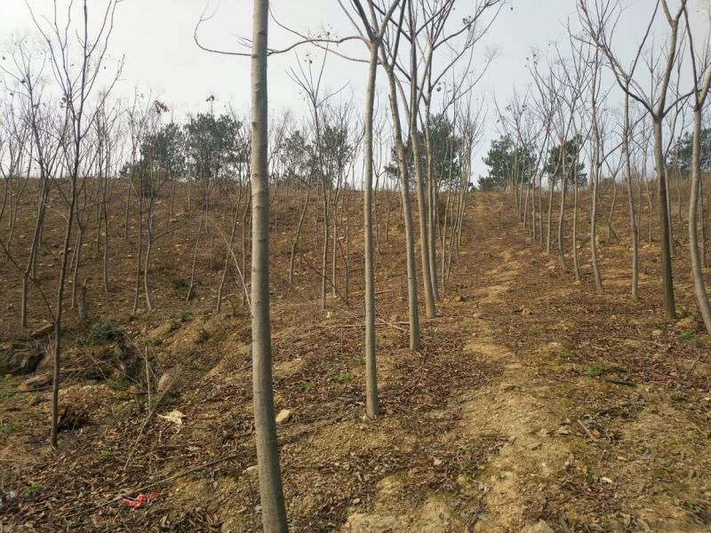 栾树6~8cm10~12cm3~3.5米