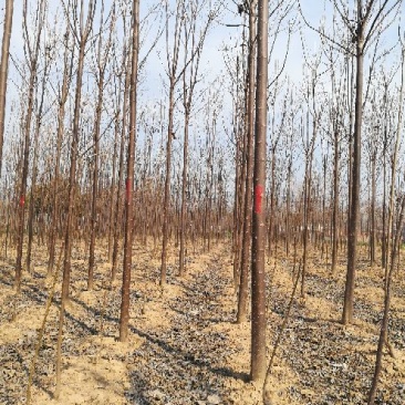 楸树80~100cm