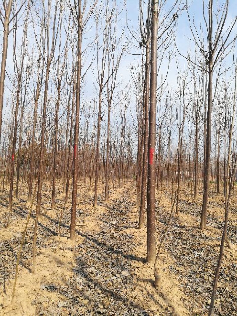 楸树80~100cm