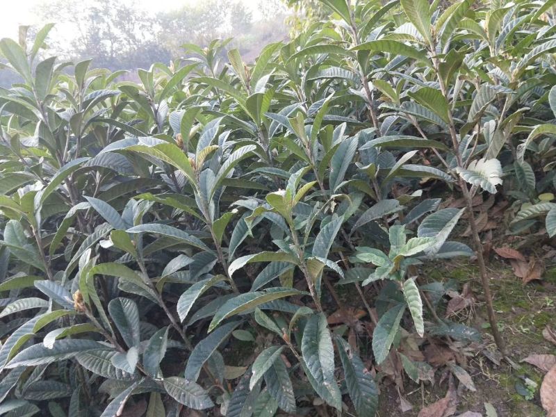 枇杷树51~80cm